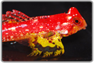 Ruby Red Scooter Dragonet